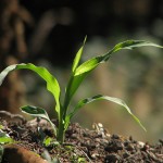 Ensuring Food Security Means Protecting Pavlovsk Seed Bank